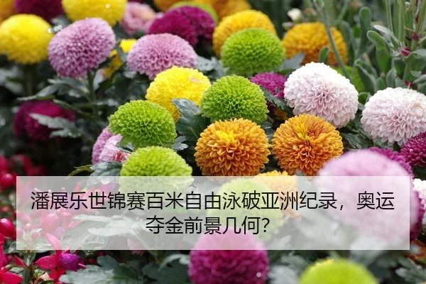 潘展乐世锦赛百米自由泳破亚洲纪录，奥运夺金前景几何？